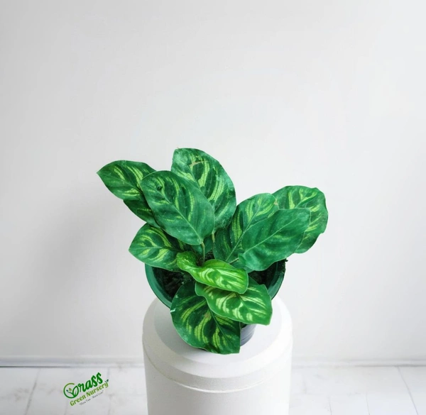 Calathea Makoyana