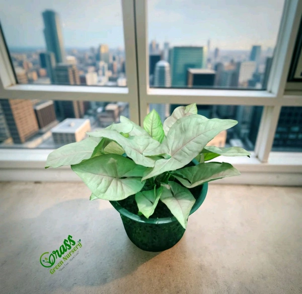 Syngonium Strawberry Cream