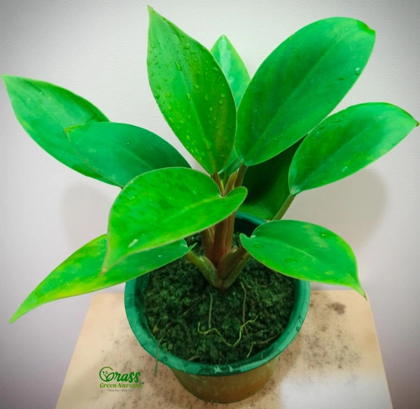 Philodendron Red Empress