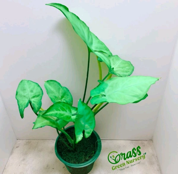 Syngonium White Butterfly