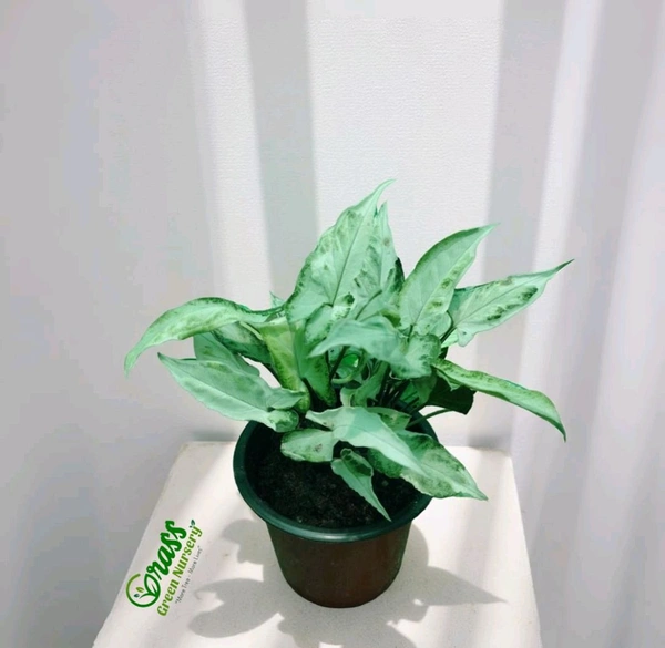 Syngonium Fairy Wings