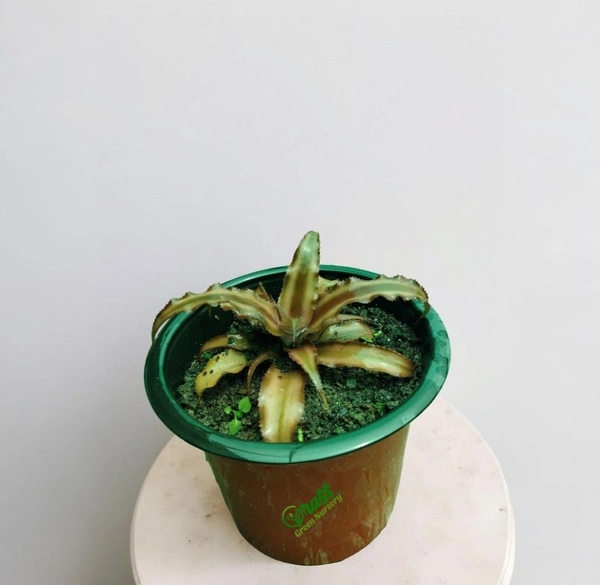 Bromeliad Cryptyantus