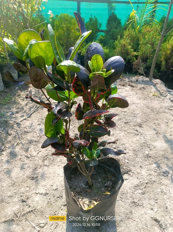 Croton Apple Leaf Red