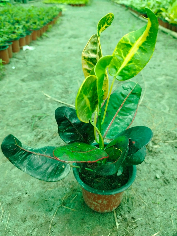 Croton Apple Leaf Red