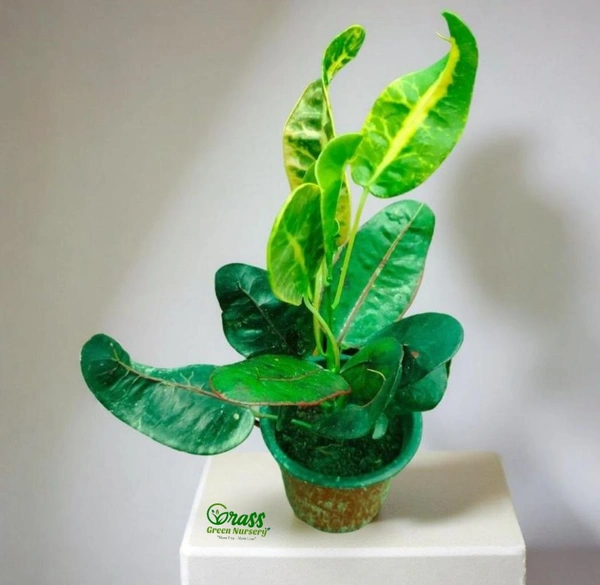 Croton Apple Leaf Red