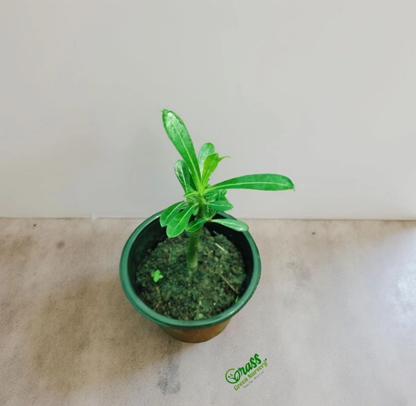 Adenium Plant