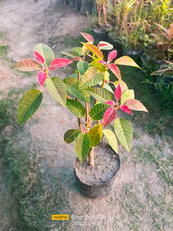 Poinsettia Plum Pudding Red