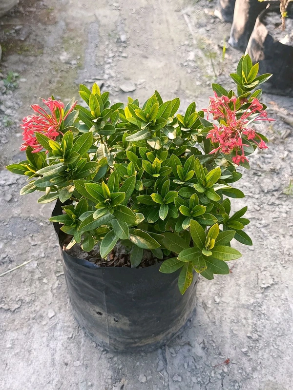 Ixora Chinese (7x7 PP)