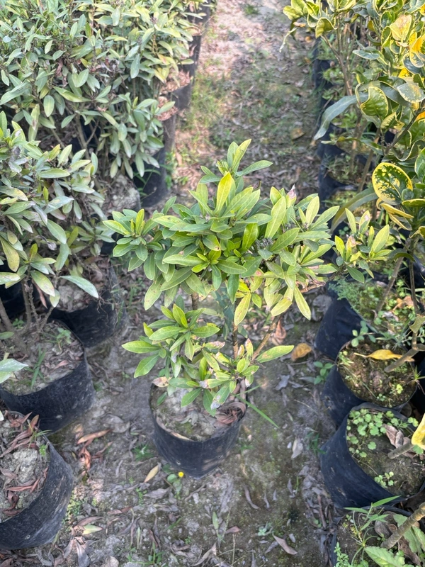 Ixora Chinese