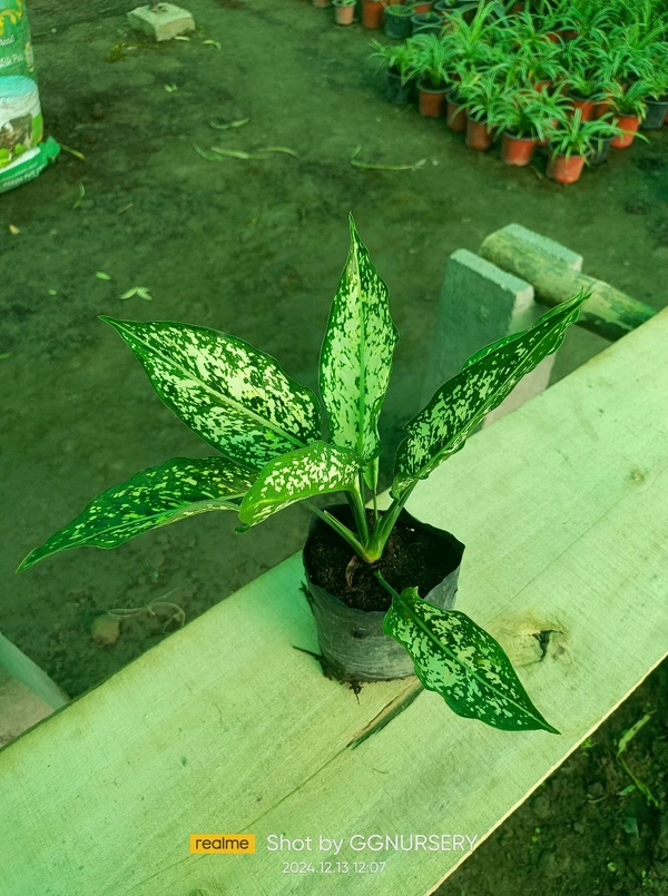 Aglaonema Snow White 