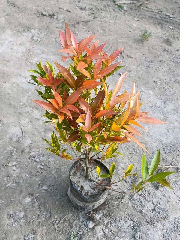 Syzygium -Aussie Boomer