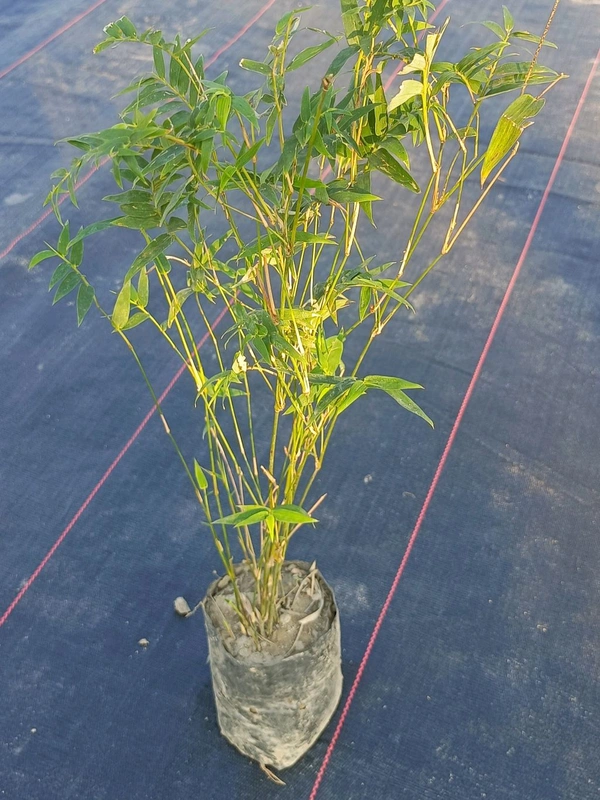 Hedge Chinese Bamboo    - 