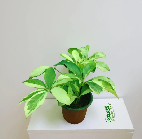 Schefflera arboricola Gold Capella 