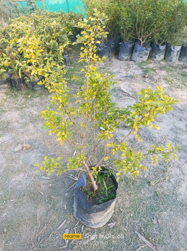 Kamini -Murraya paniculata Dwarf 
