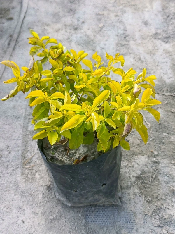 Golden Hedge -Duranta Erecta 