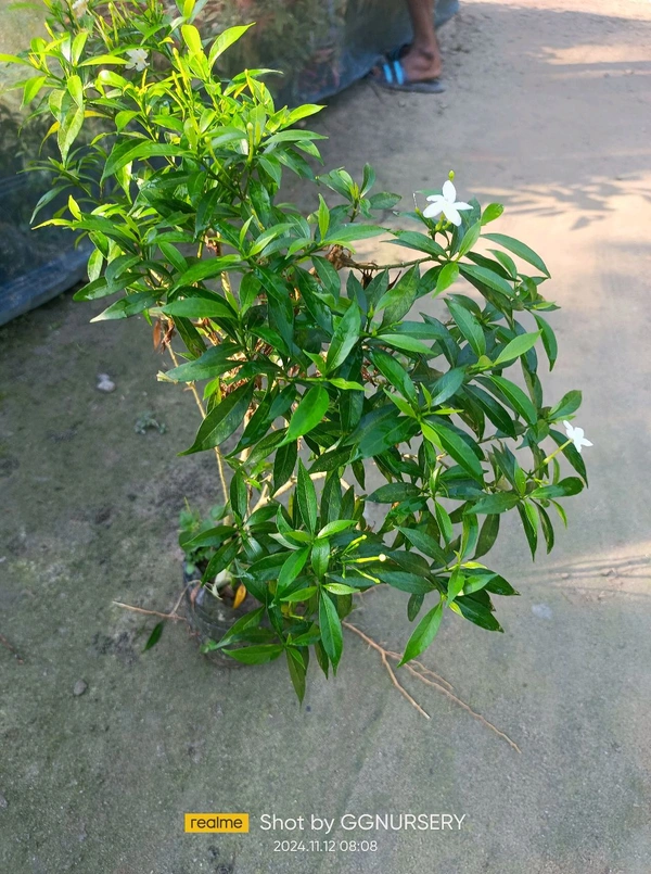 Dwarf Crape Jasmine -Chandni 