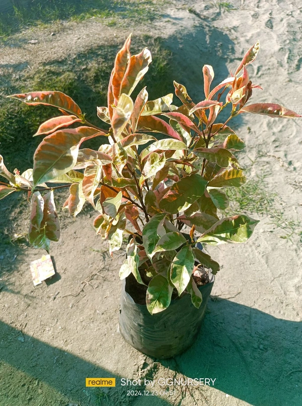 Chinese Croton Variegated 