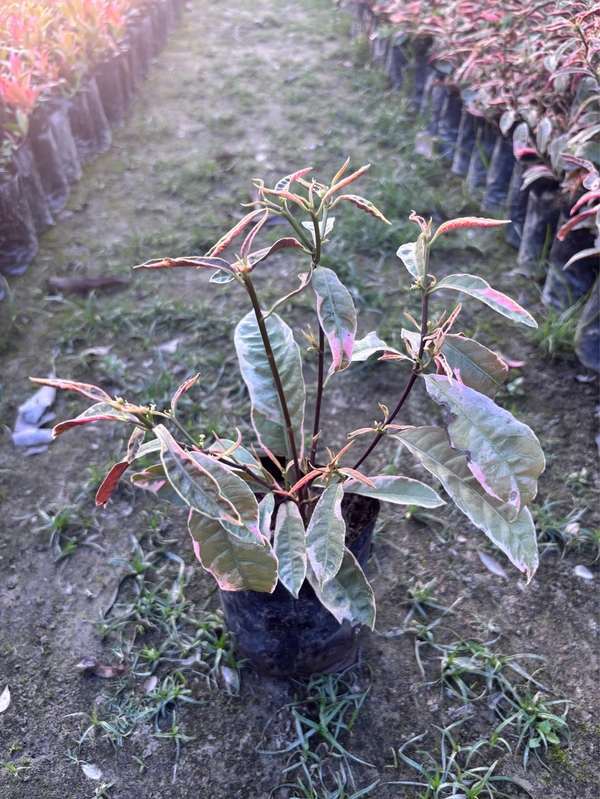 Chinese Croton Variegated