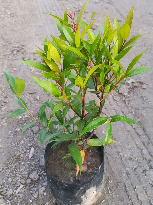 Syzygium -Allyn Magic 