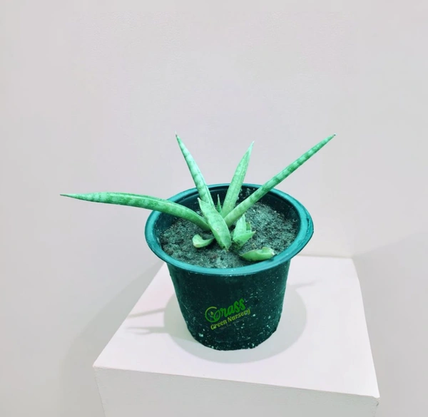 Sansevieria Ballyi
