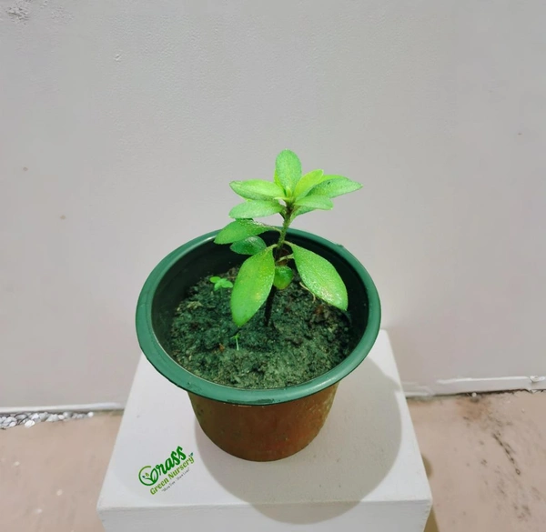 Azalea Plant