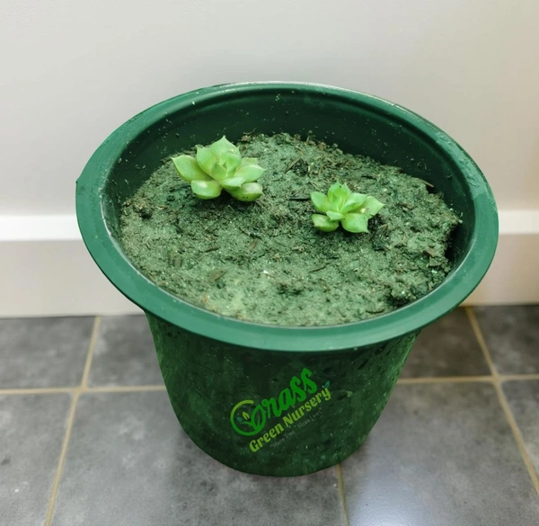 Echeveria Abalone