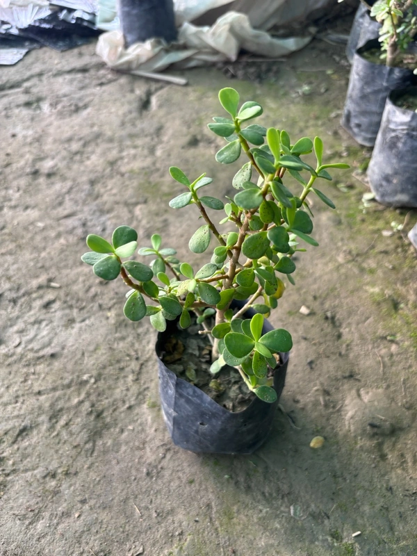 Dwarf Jade Plant