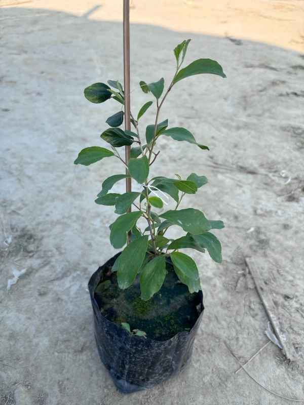 Ber Plant