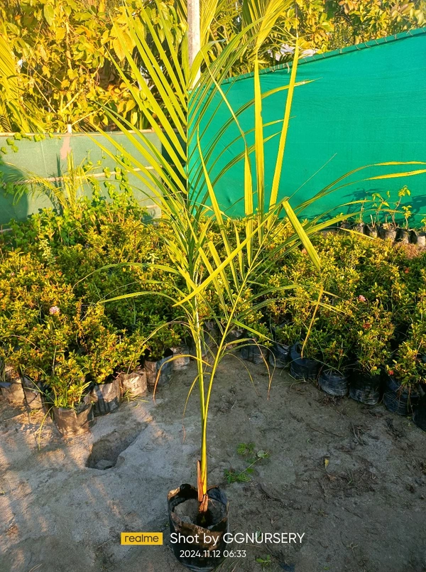 Bottle Palm 
