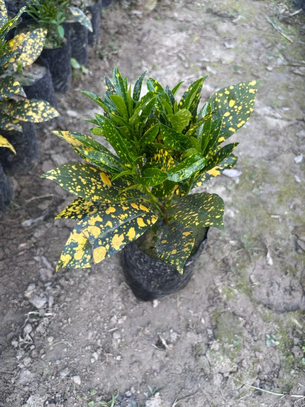 Gold Dust Croton