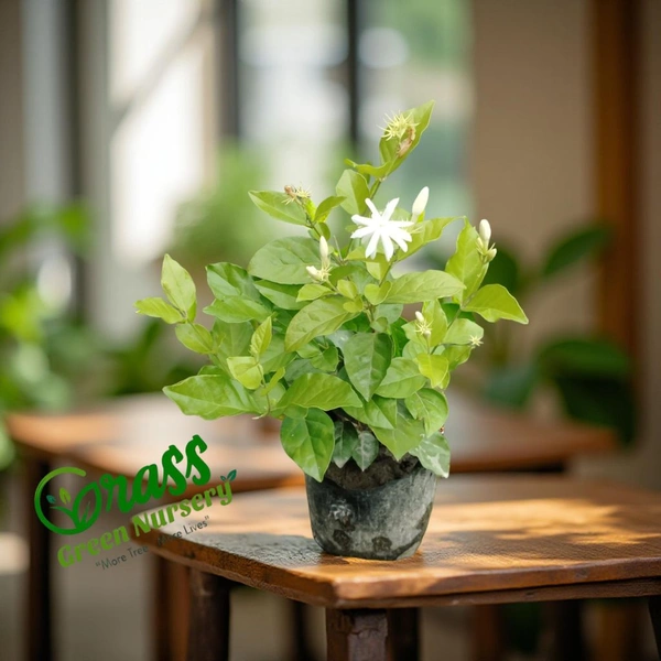 Star Jasmine 