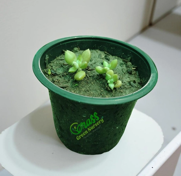 Echeveria Subcorymbosa