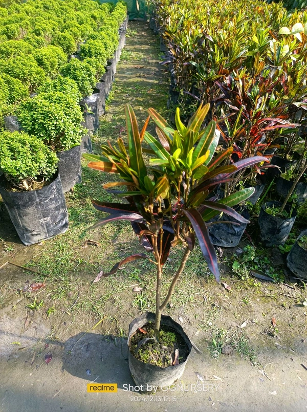 Laurens Rainbow Croton 