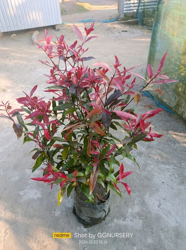 Syzygium -Cherry Surprise 