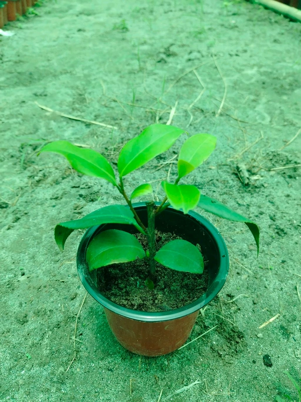 Camellias -Camellia Plant 