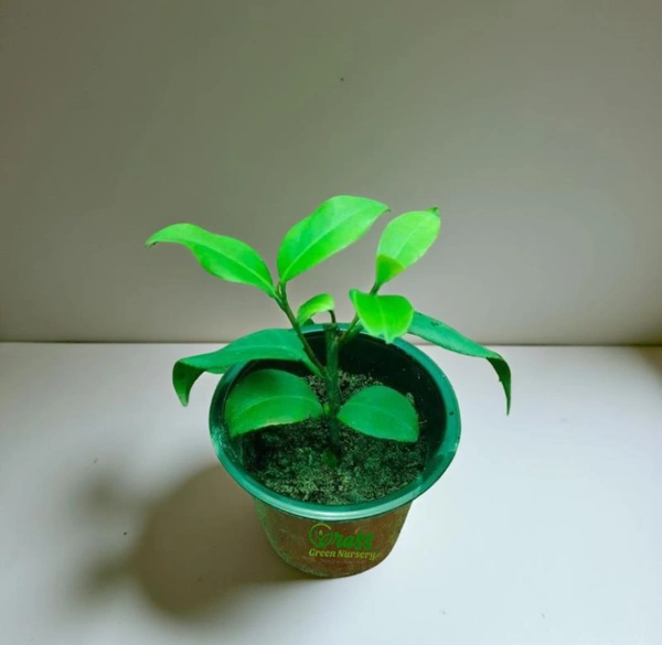 Camellias -Camellia Plant 