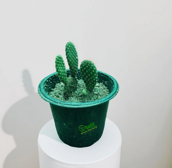 Cactus Bunny