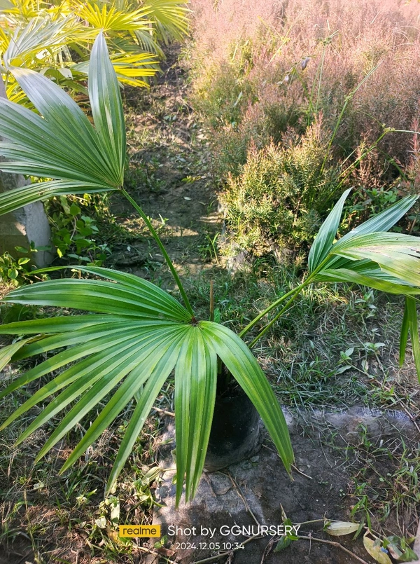 Chinese Palm