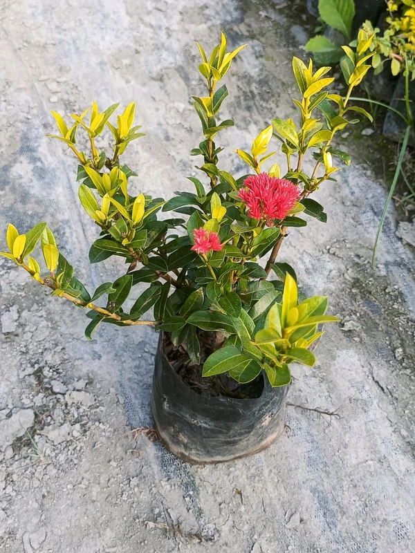 Ixora Mini Dwarf (6x6 PP)