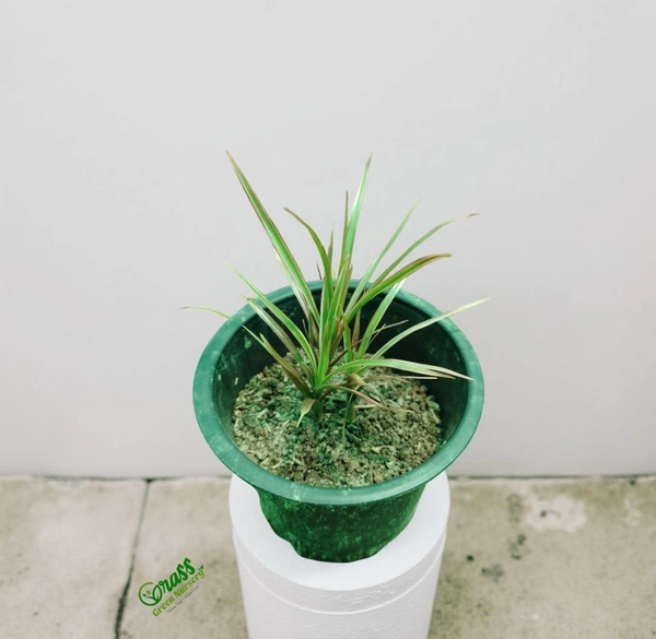 Dracaena Colorama Red 