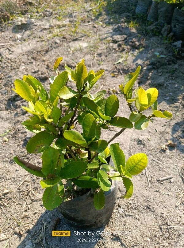 Ixora Jungle Geranium