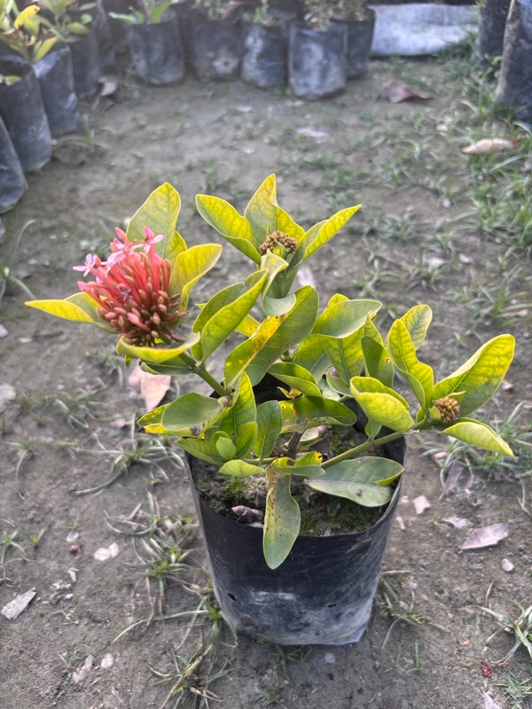 Ixora Jungle Geranium