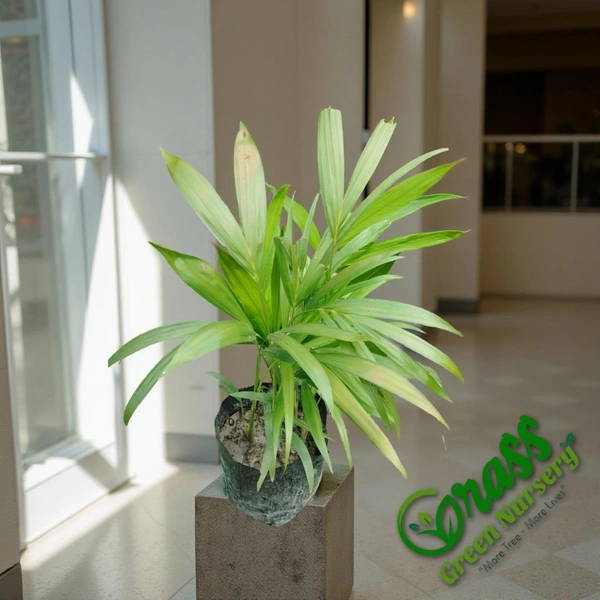Areca Palm 