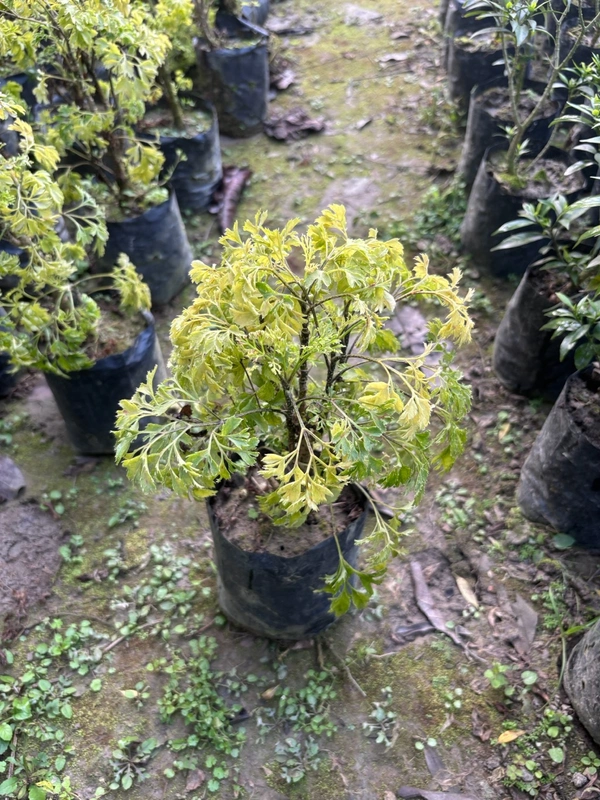Aralia Ming