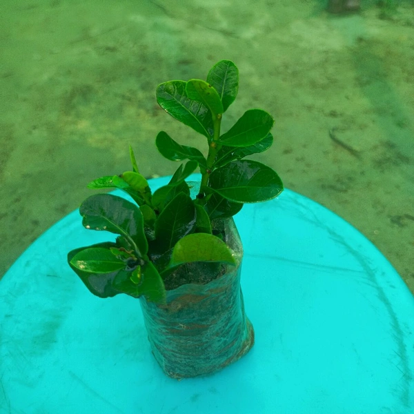 Ixora Dwarf Jungle Geranium Sapling (100 Pcs.)