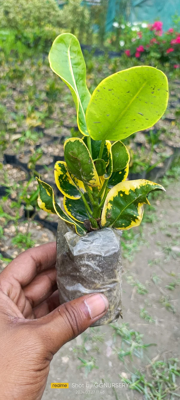 Croton Apple Leaf Sapling (100 Pcs.)