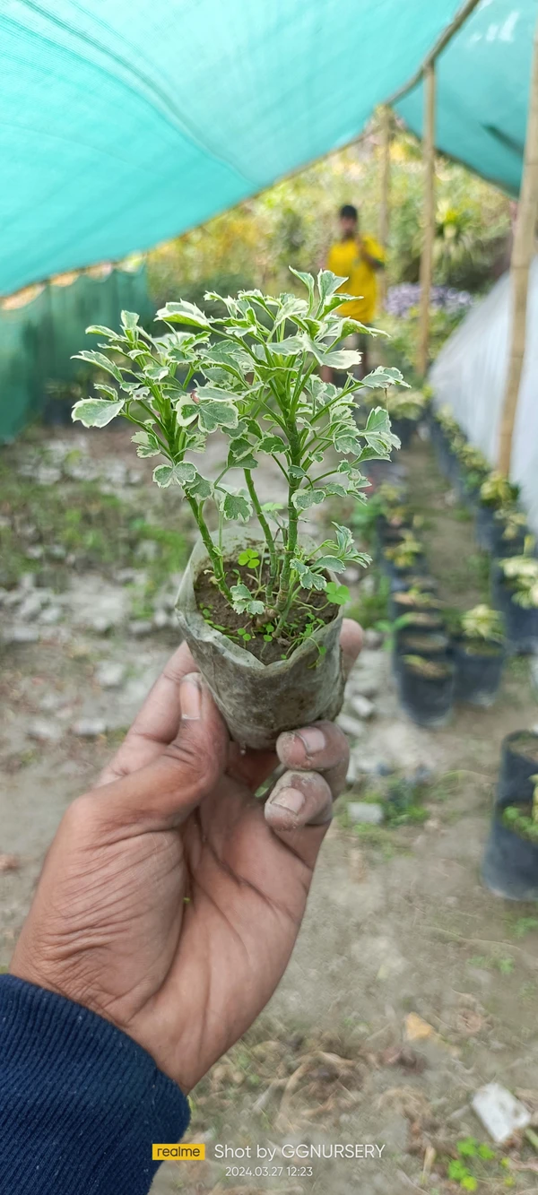 Aralia Miniature Sapling ( 100 Pcs.)