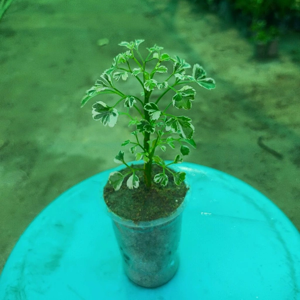 Aralia Miniature Sapling ( 100 Pcs.)