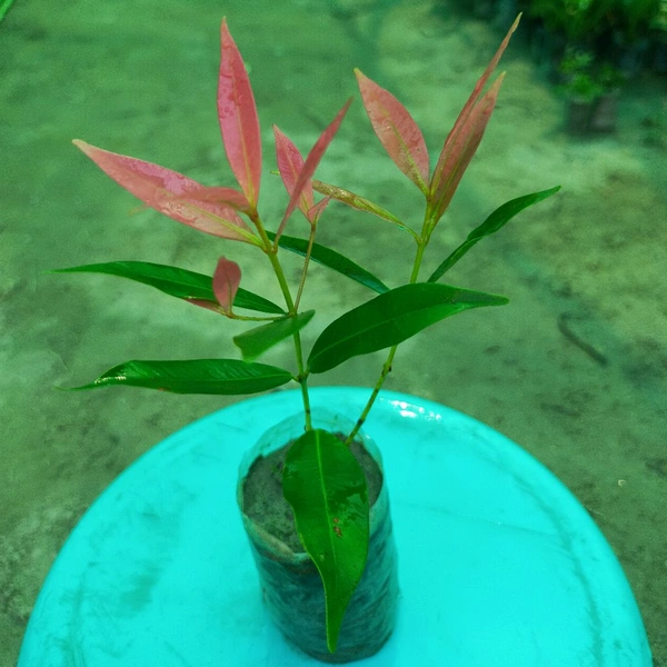 Syzygium - Aussie Boomer Sapling  (100 Pcs.)