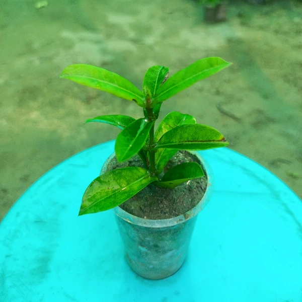 Ixora Chinese Sapling  (100 Pcs.)
